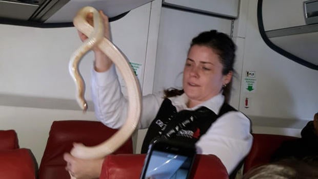 snake.jpg 