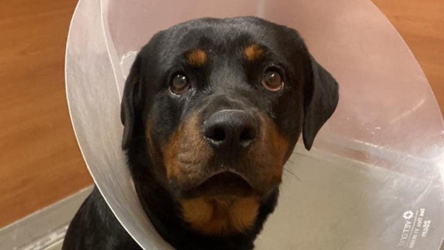 mellow-the-rottweiler.jpg 
