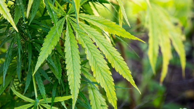 A cannabis plant growing in the Oxford Botanic gardens, Oxford, UK. 