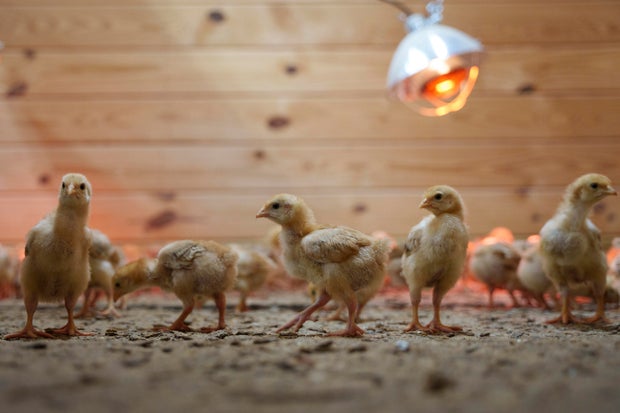 Abandoned Chicks 