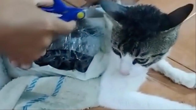 cat1.jpg 
