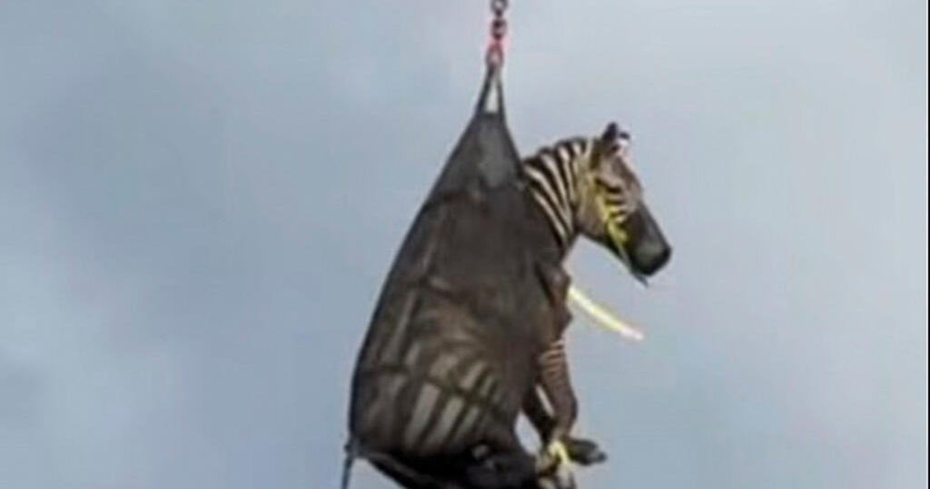 Runaway zebra named Ed caught after a week on the run 