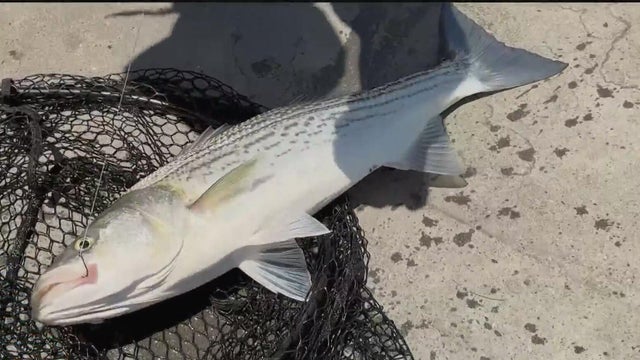 sf-bay-fish-061025.jpg 